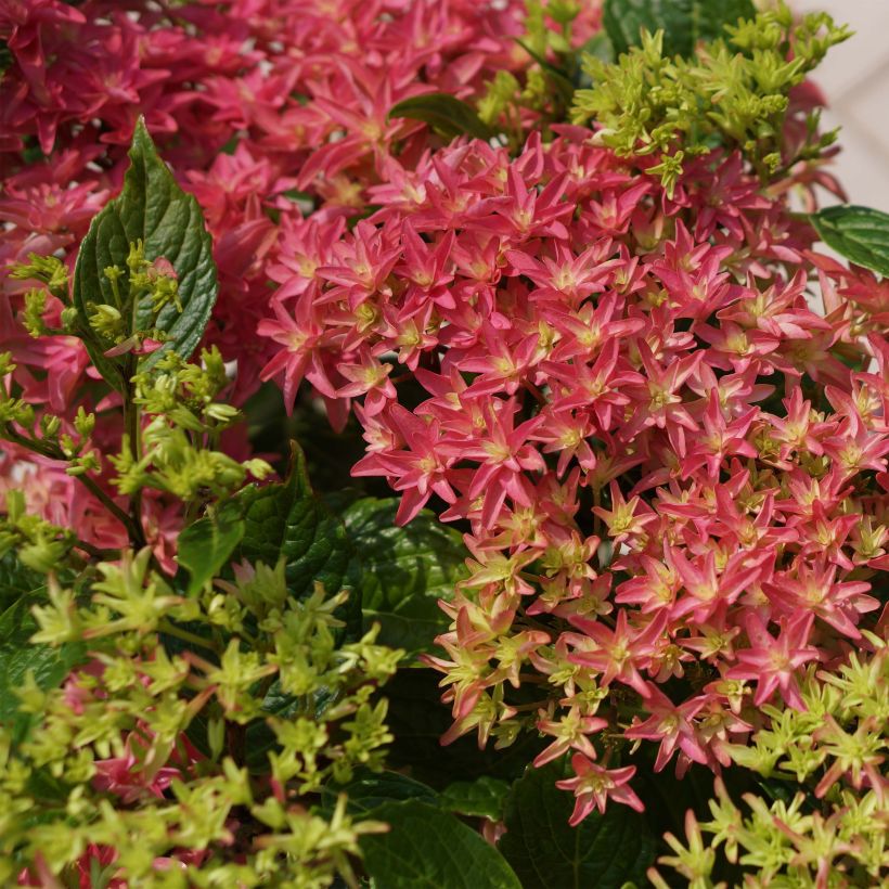 Hortensia macrophylla Princess Diana - Hydrangea (Floración)