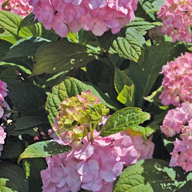 Hortensia macrophylla So Long Rosy - Hydrangea (Follaje)