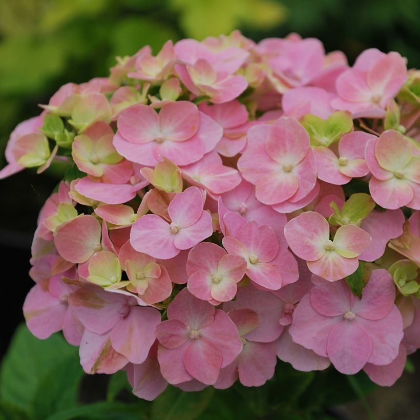 Hortensia macrophylla So Long Rosy - Hydrangea (Floración)