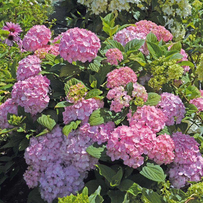 Hortensia macrophylla So Long Rosy - Hydrangea (Porte)