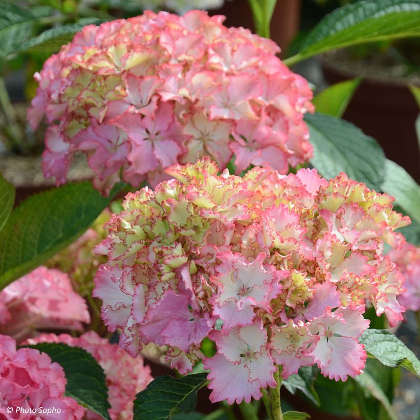 Hortensia macrophylla So Long Sunny - Hydrangea (Floración)