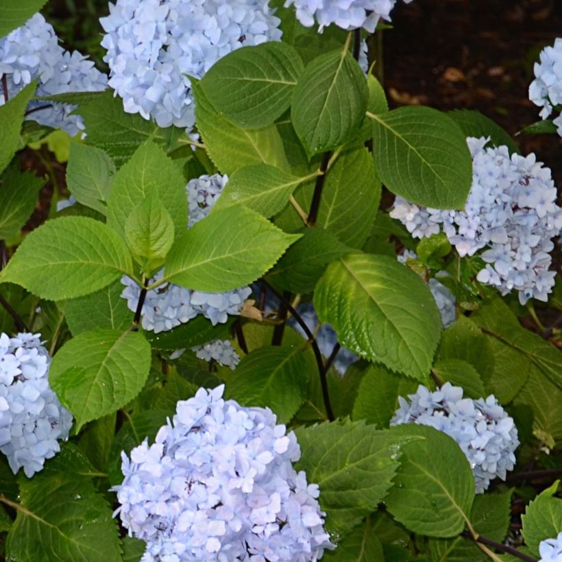 Hortensia macrophylla So Long Ebony - Hydrangea (Follaje)