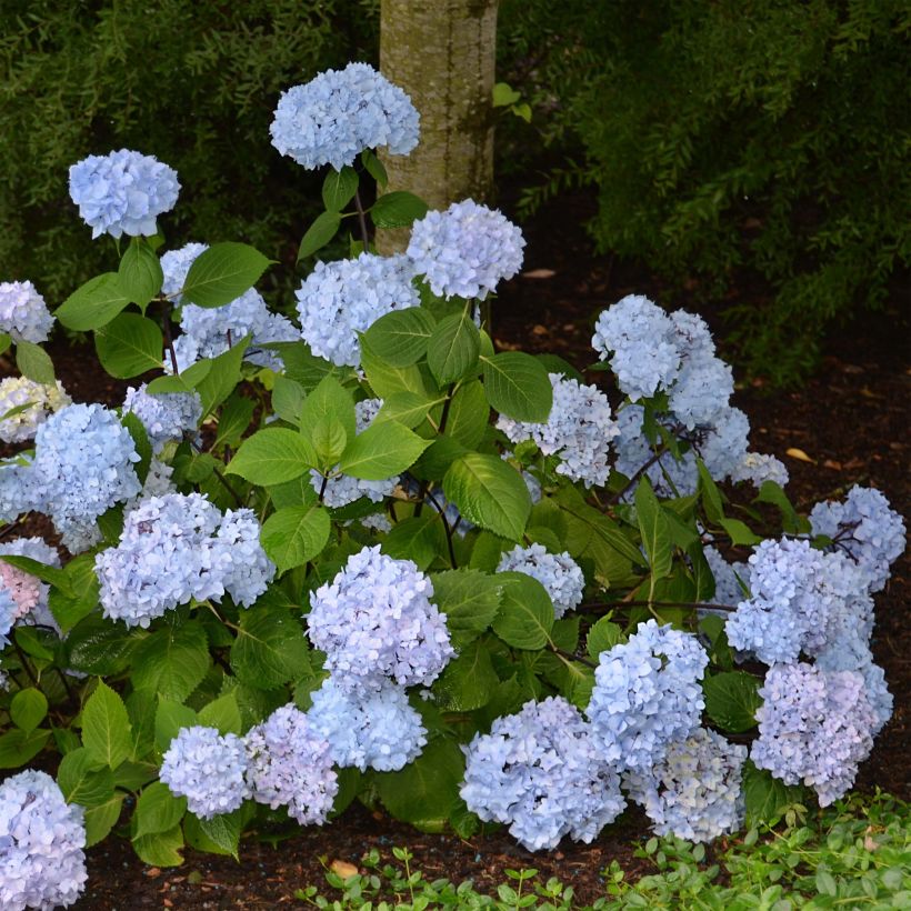 Hortensia macrophylla So Long Ebony - Hydrangea (Porte)