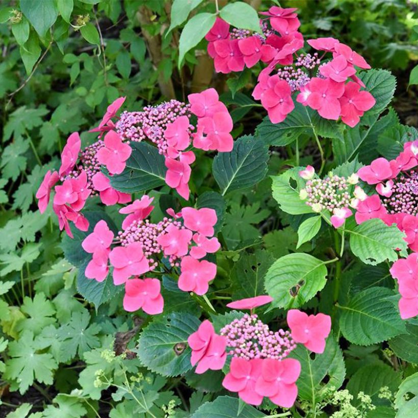 Hortensia macrophylla Teller Red - Hydrangea (Porte)