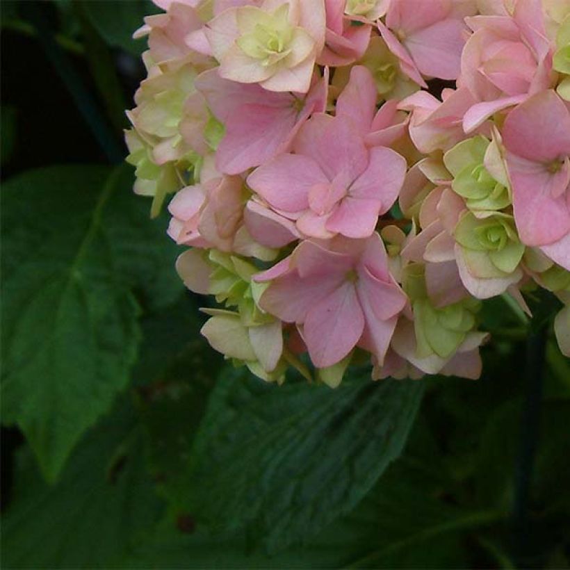 Hortensia macrophylla You and Me Together - Hydrangea (Follaje)