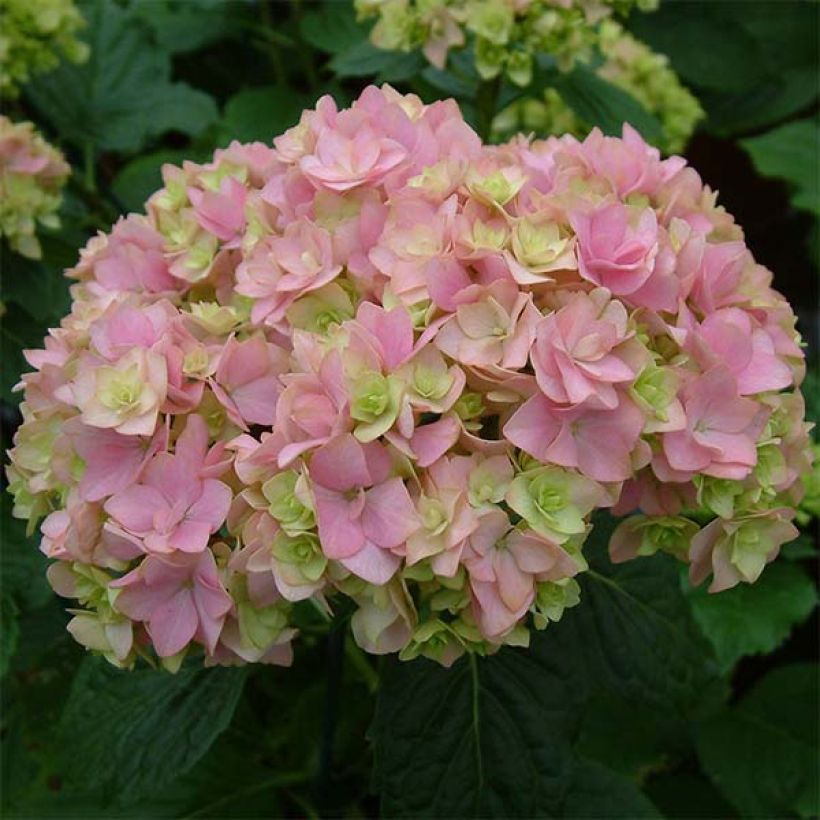 Hortensia macrophylla You and Me Together - Hydrangea (Floración)