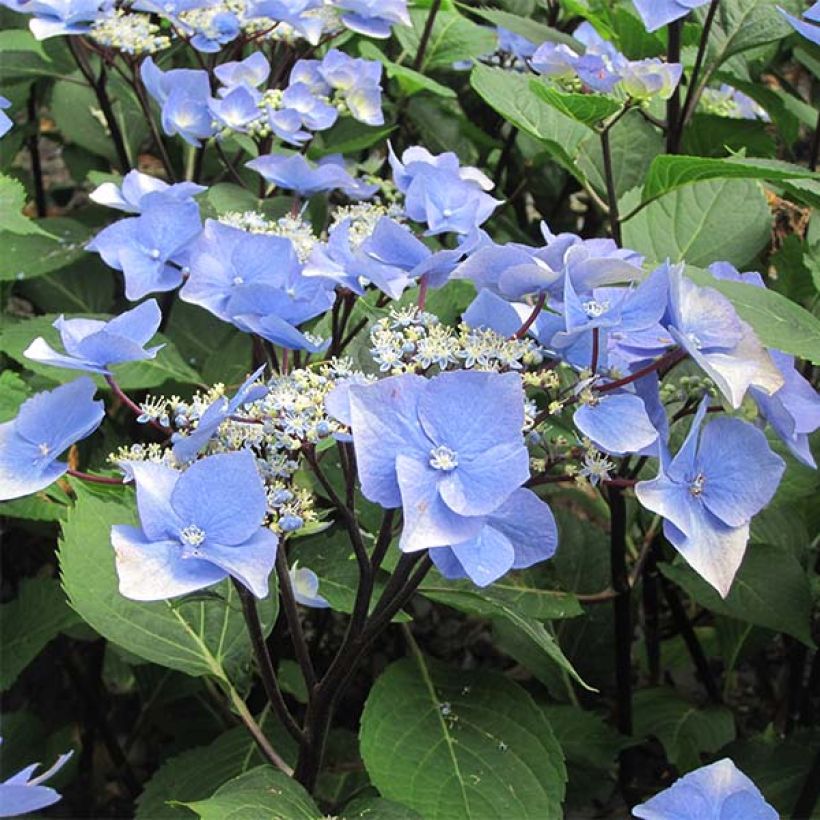 Hortensia macrophylla Zorro Azul- Hydrangea (Floración)