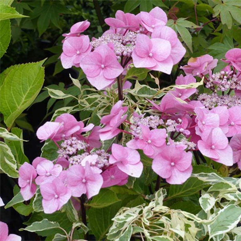 Hortensia macrophylla Zorro Rosa - Hydrangea (Floración)