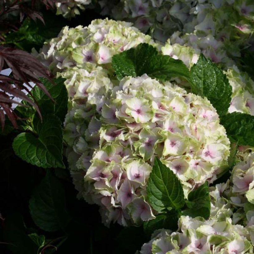 Hortensia macrophylla Magical Summer Green - Hydrangea (Floración)