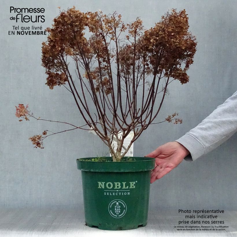 Ejemplar de Hydrangea paniculata Bobo en pot de 10L entregado en otoño