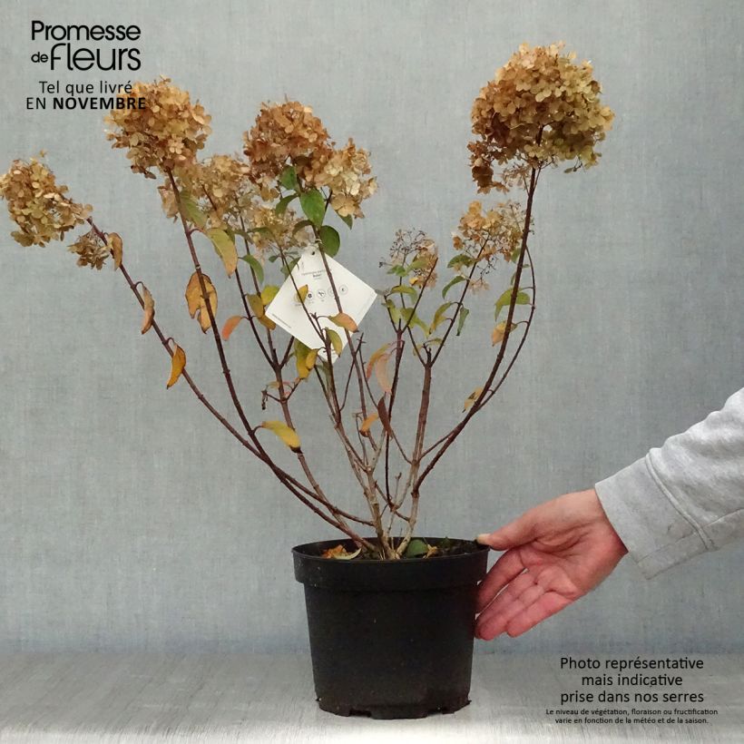 Ejemplar de Hydrangea paniculata Bobo en pot de 3,5L entregado en otoño