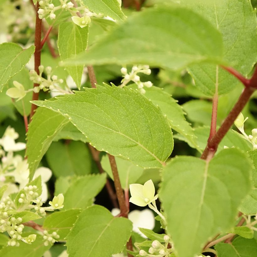 Hortensia paniculata Dentelle De Gorron - Hydrangea paniculata (Follaje)