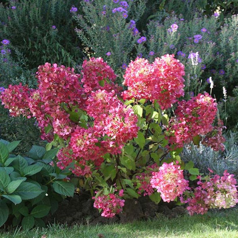 Hortensia paniculata Diamant Rouge - Hydrangea paniculata (Porte)