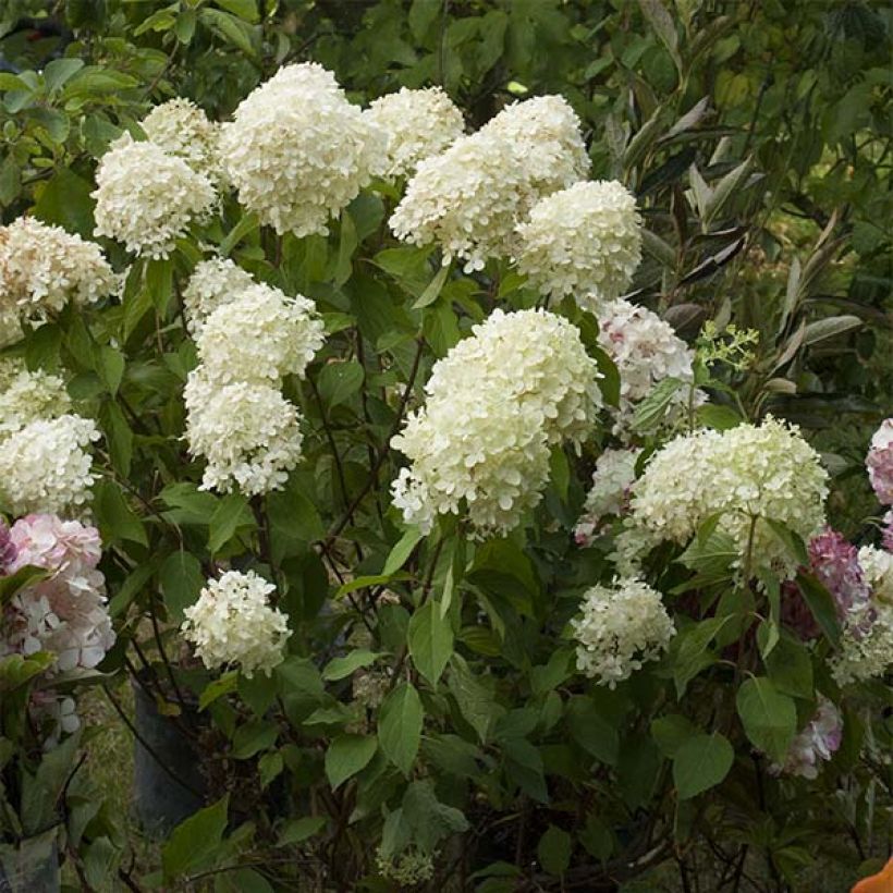 Hortensia paniculata Limelight - Hydrangea paniculata (Floración)