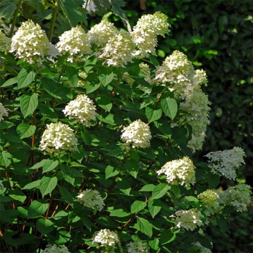 Hortensia paniculata Limelight - Hydrangea paniculata (Porte)