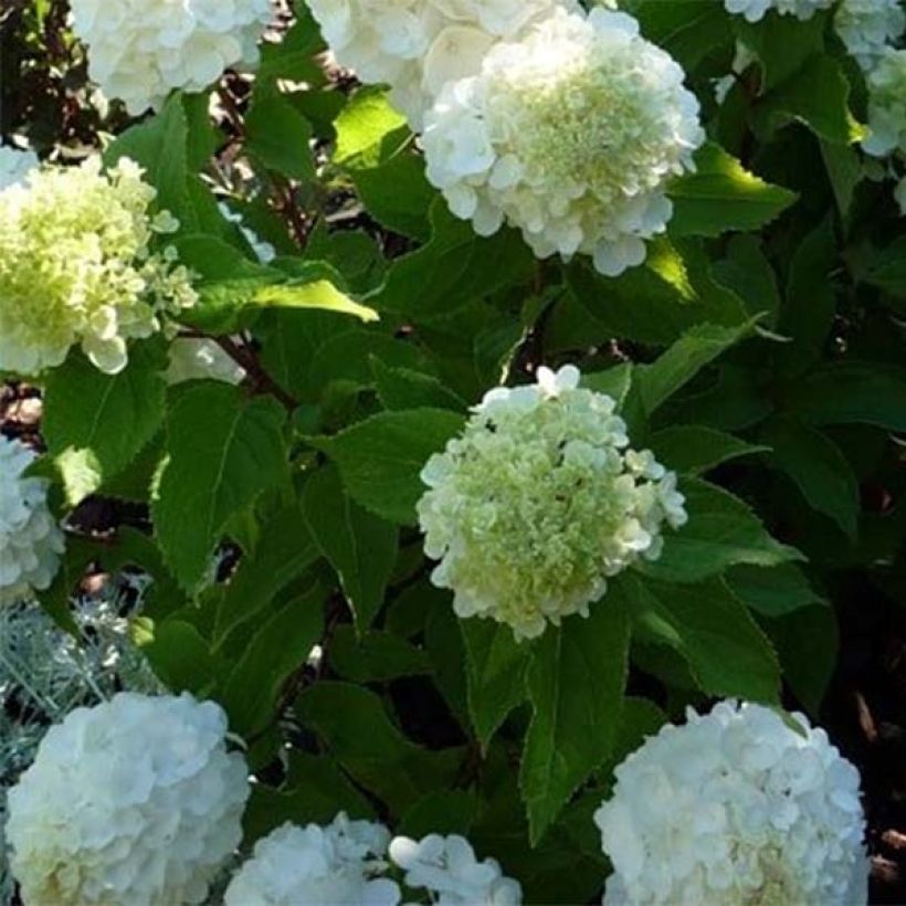 Hortensia paniculata Magical Mont Blanc - Hydrangea paniculata (Follaje)