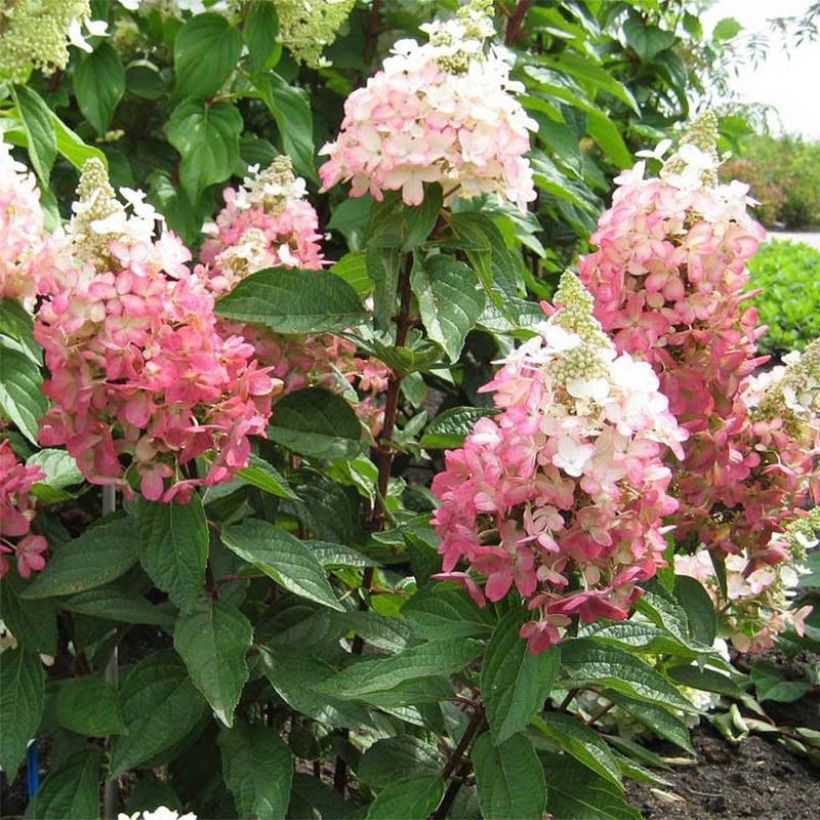 Hortensia paniculata Magical Vesuvio - Hydrangea paniculata (Porte)