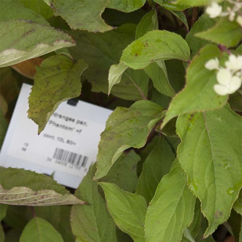 Hortensia paniculata Phantom - Hydrangea (Follaje)