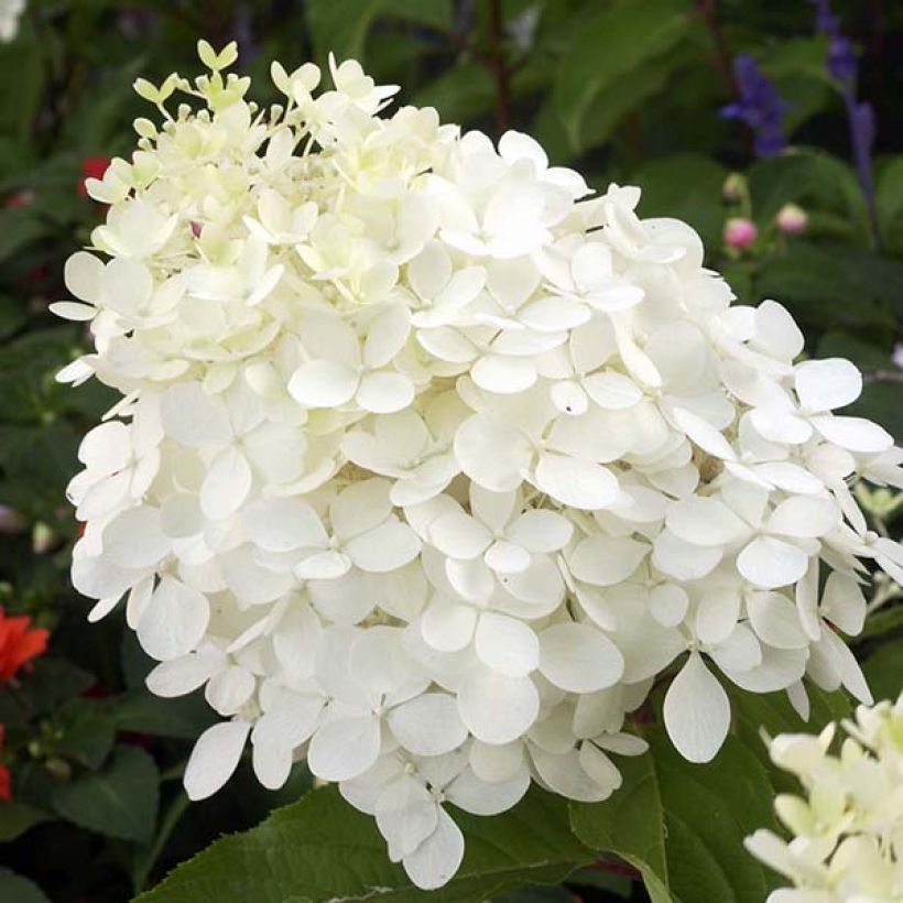 Hortensia paniculata Phantom - Hydrangea (Floración)