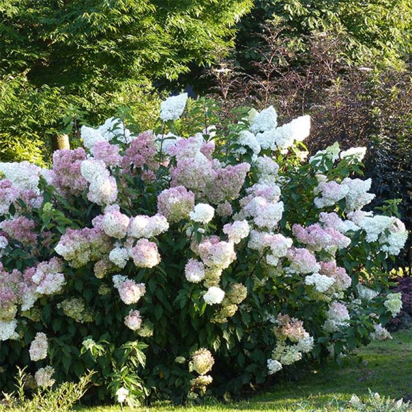 Hortensia paniculata Vanille Fraise - Hydrangea (Porte)