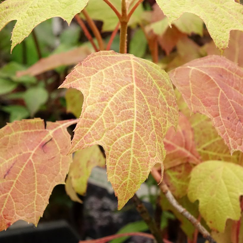 Hortensia quercifolia Amethyst - Hortensia de hoja de roble (Follaje)