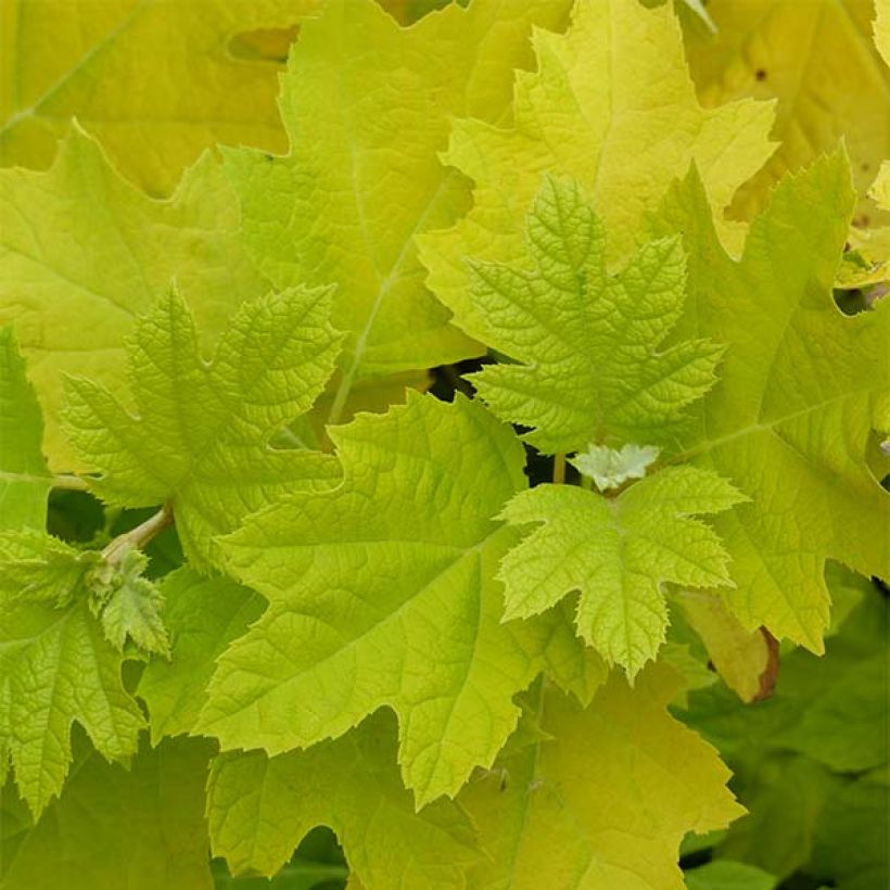 Hortensia quercifolia Little Honey - Hortensia de hoja de roble (Follaje)