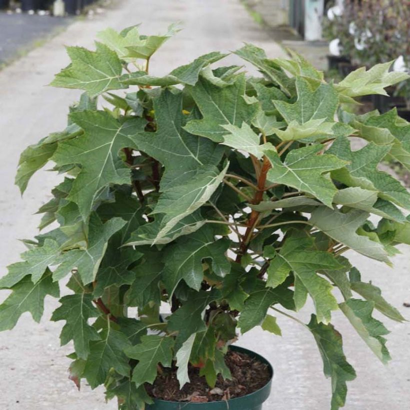 Hortensia quercifolia Munchkin - Hortensia de hoja de roble (Porte)