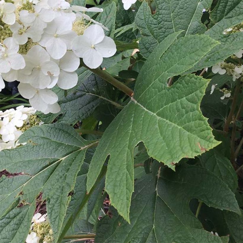 Hortensia quercifolia Snow Queen - Hortensia de hoja de roble (Follaje)