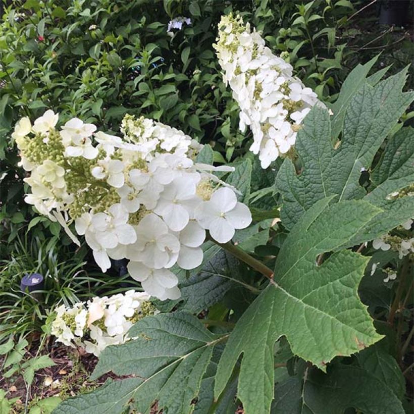 Hortensia quercifolia Snow Queen - Hortensia de hoja de roble (Porte)