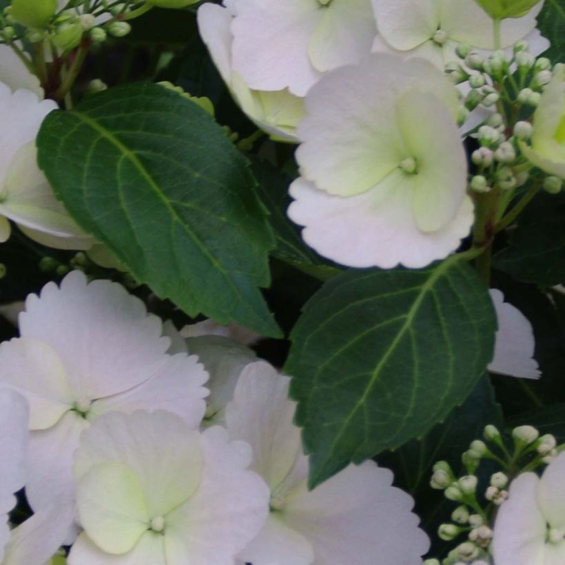 Hortensia Runaway Bride - Hydrangea (Follaje)