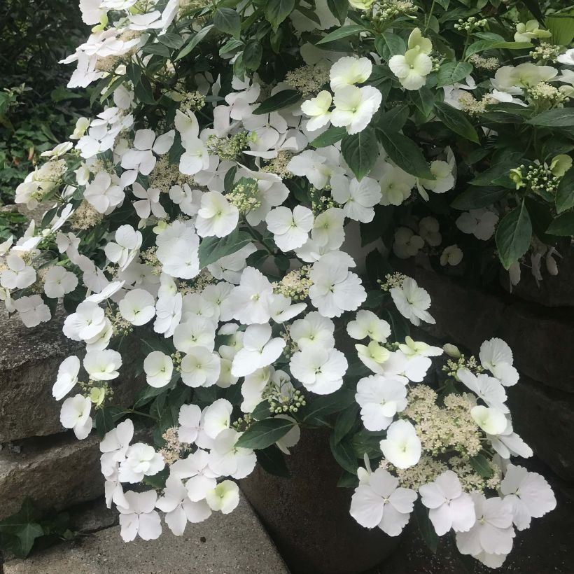 Hortensia Runaway Bride - Hydrangea (Floración)