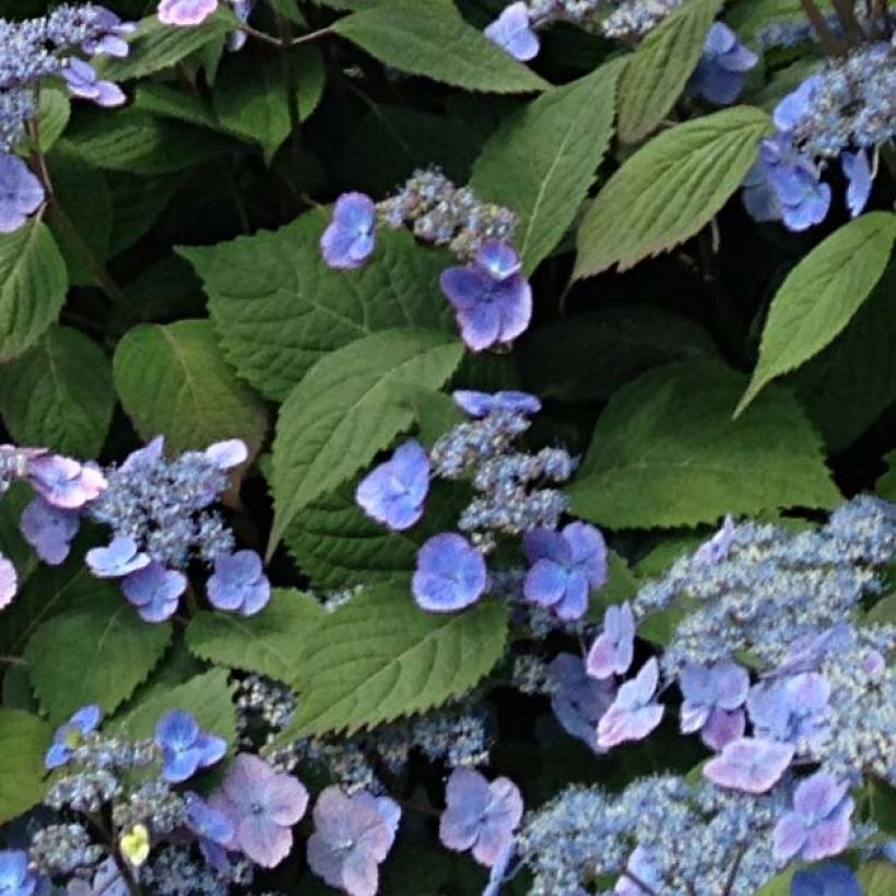 Hortensia serrata Veerle - Hydrangea (Follaje)