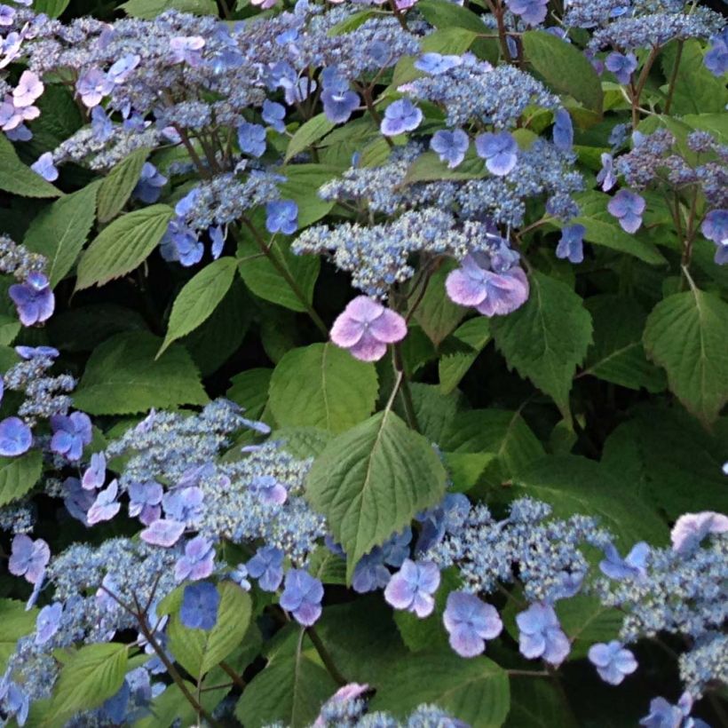 Hortensia serrata Veerle - Hydrangea (Floración)