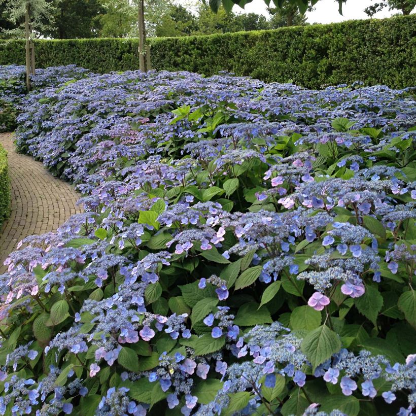 Hortensia serrata Veerle - Hydrangea (Porte)