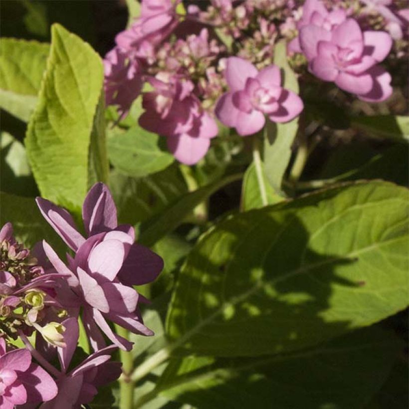 Hortensia macrophylla You and Me Forever - Hydrangea (Follaje)