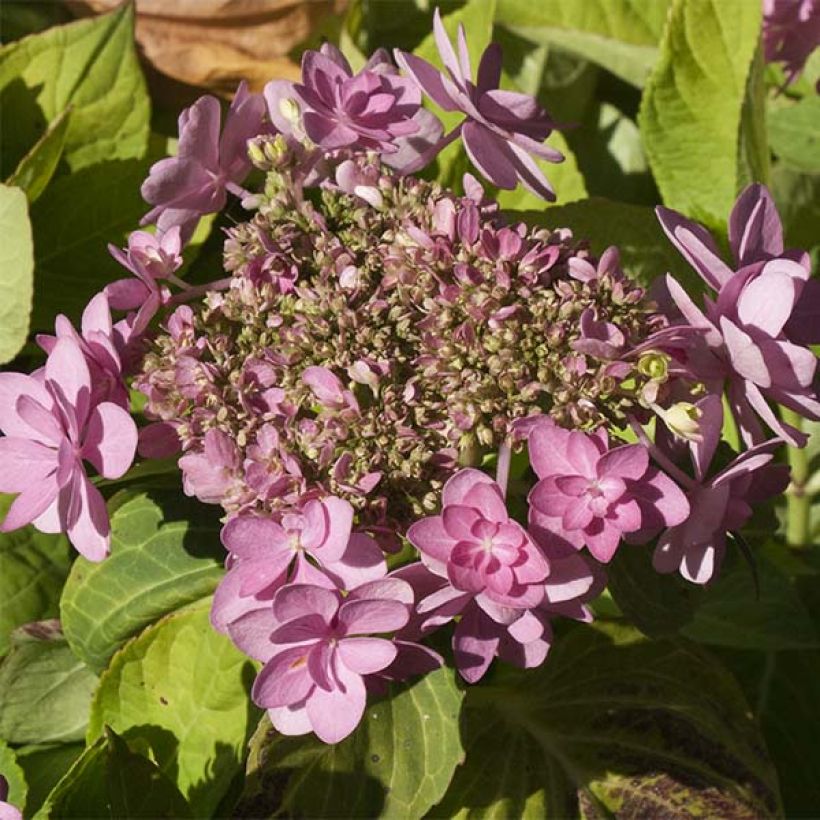 Hortensia macrophylla You and Me Forever - Hydrangea (Floración)