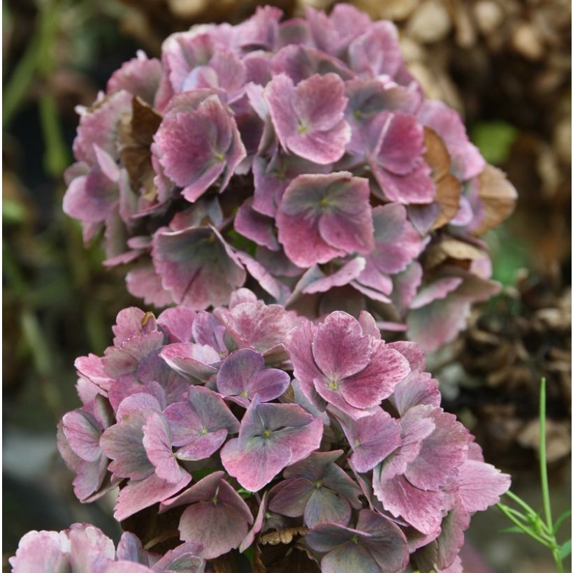 Hortensia macrophylla Baron Pourpre - Hydrangea (Floración)