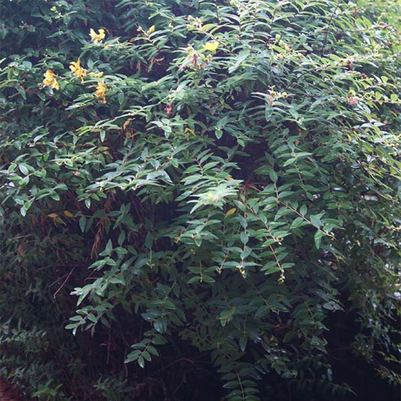 Hypericum calycinum - Hiperico rastrero (Follaje)