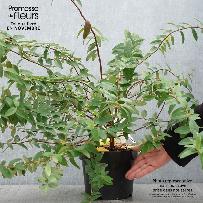 Ejemplar de Hypericum dummeri Peter Dummer - Millepertuis  Pot de 3L/4L entregado en otoño