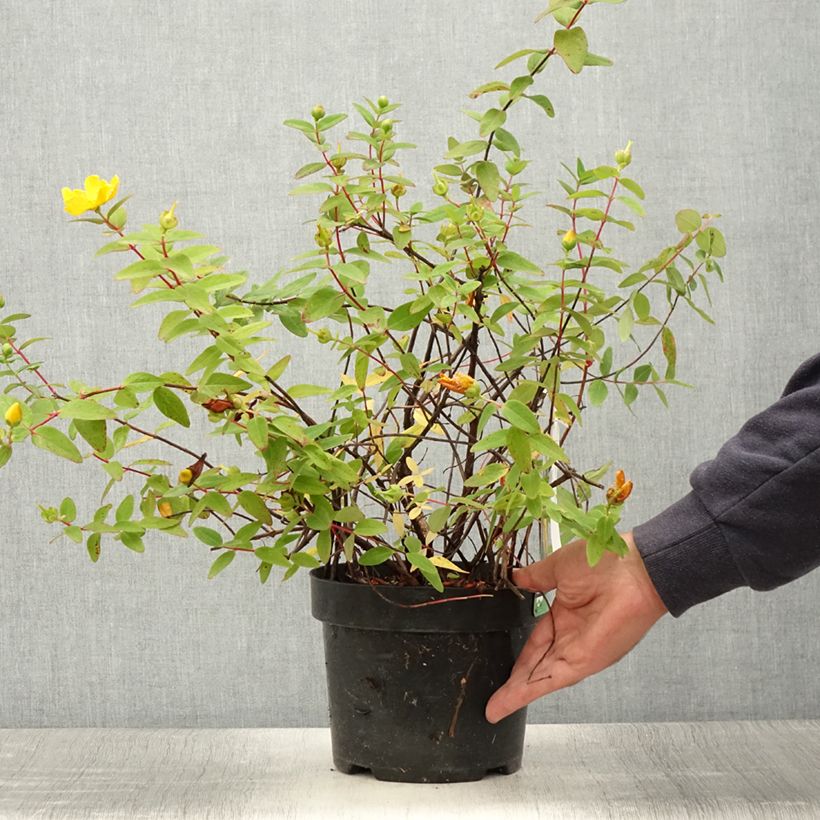 Ejemplar de Hypericum dummeri Peter Dummer - Millepertuis  Pot de 3L/4L entregado en verano