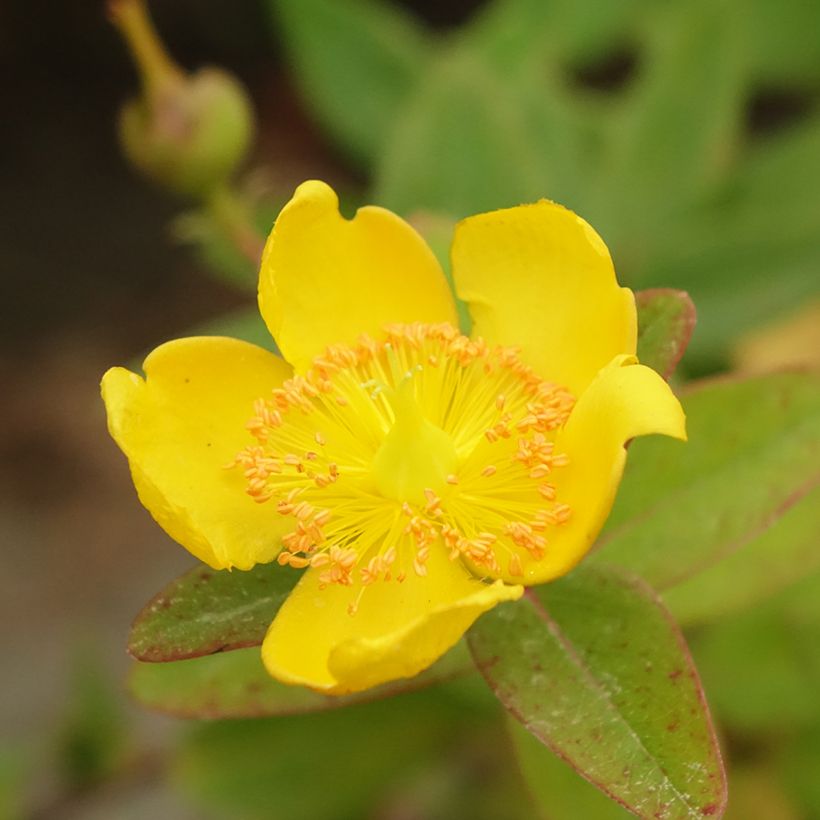 Hypericum dummeri Peter Dummer - Hipérico (Floración)