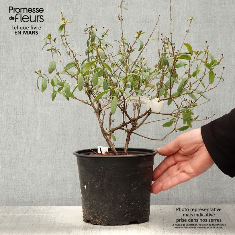 Hypericum frondosum Sunburst - Millepertuis - Pot de 3L/4L Ejemplar entregado en la primavera