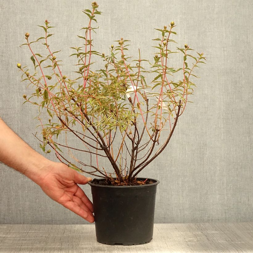 Hypericum Hidcote Limelight - Millepertuis - Pot de 3L/4L Ejemplar entregado en la primavera