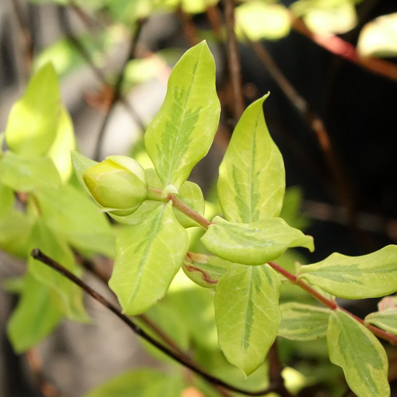 Hypericum moserianum Little Misstery - Hipérico (Follaje)