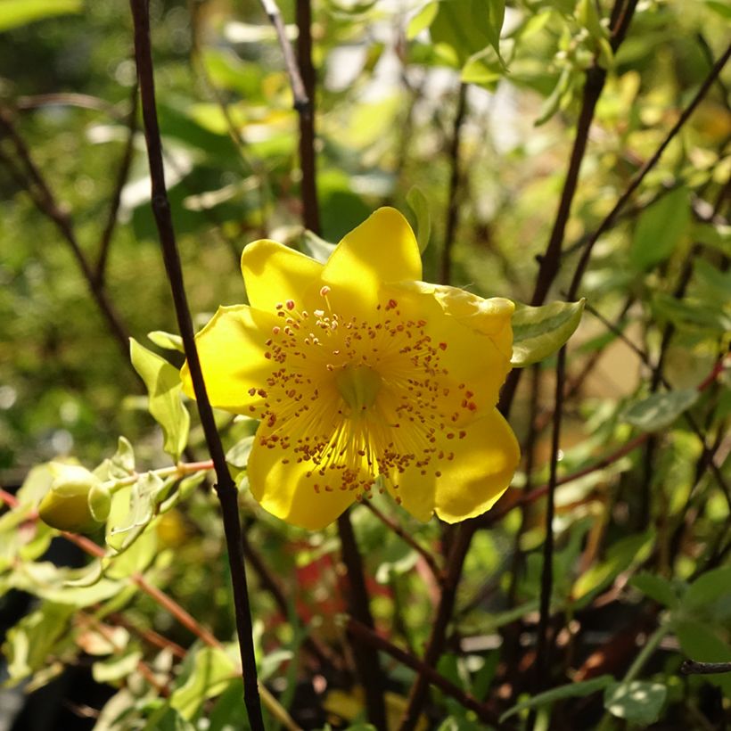 Hypericum moserianum Little Misstery - Hipérico (Floración)