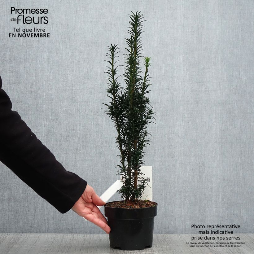 Ejemplar de If commun - Taxus baccata Black Tower en pot de 2l/3l entregado en otoño