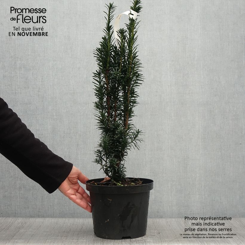 Ejemplar de If commun - Taxus baccata Black Tower en pot de 4l/5l entregado en otoño