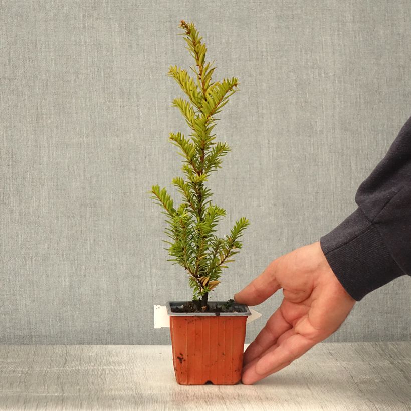 Tejo Kupfergold - Taxus baccata Maceta de 8/9 cm Ejemplar entregado en la primavera