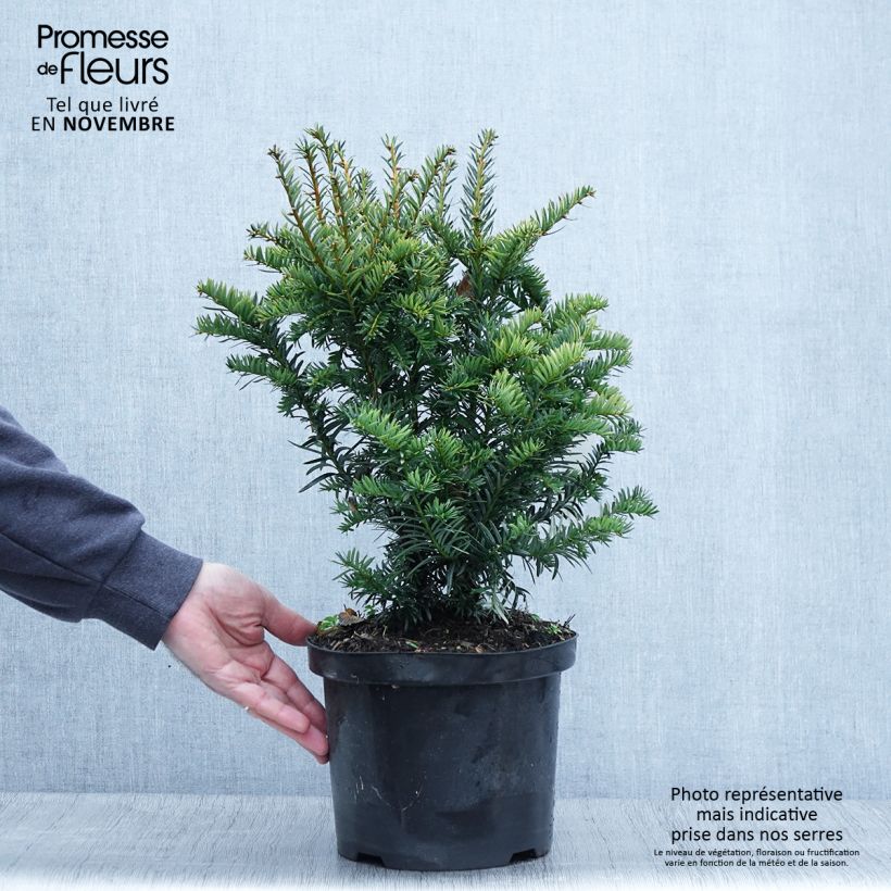 Ejemplar de If commun - Taxus baccata Kupfergold Pot de 4L/5L entregado en otoño