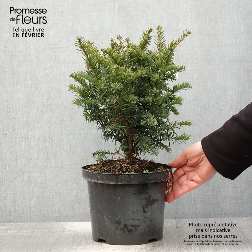 If commun - Taxus baccata Kupfergold Pot de 4L/5L Ejemplar entregado en invierno